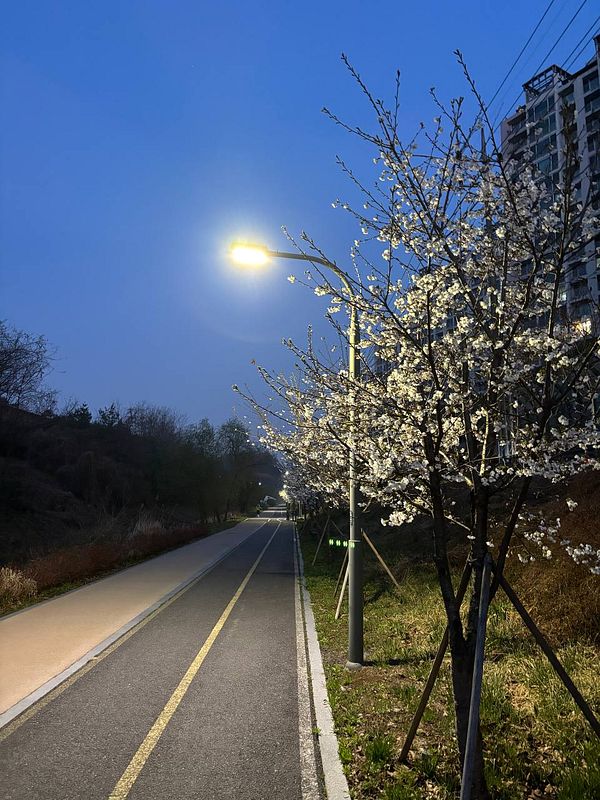 A scenic view of cherry blossom trees along a path during a morning run.