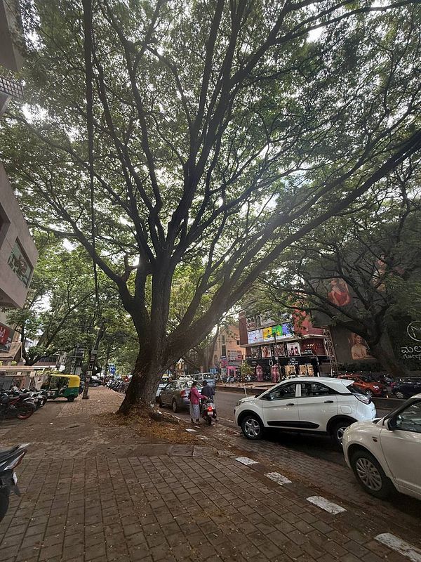 A bustling street scene in Bangalore featuring a large tree and various vehicles.