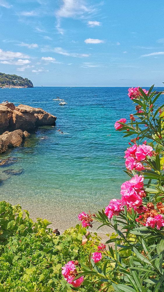 A picturesque coastal scene featuring clear blue waters and vibrant flowers.