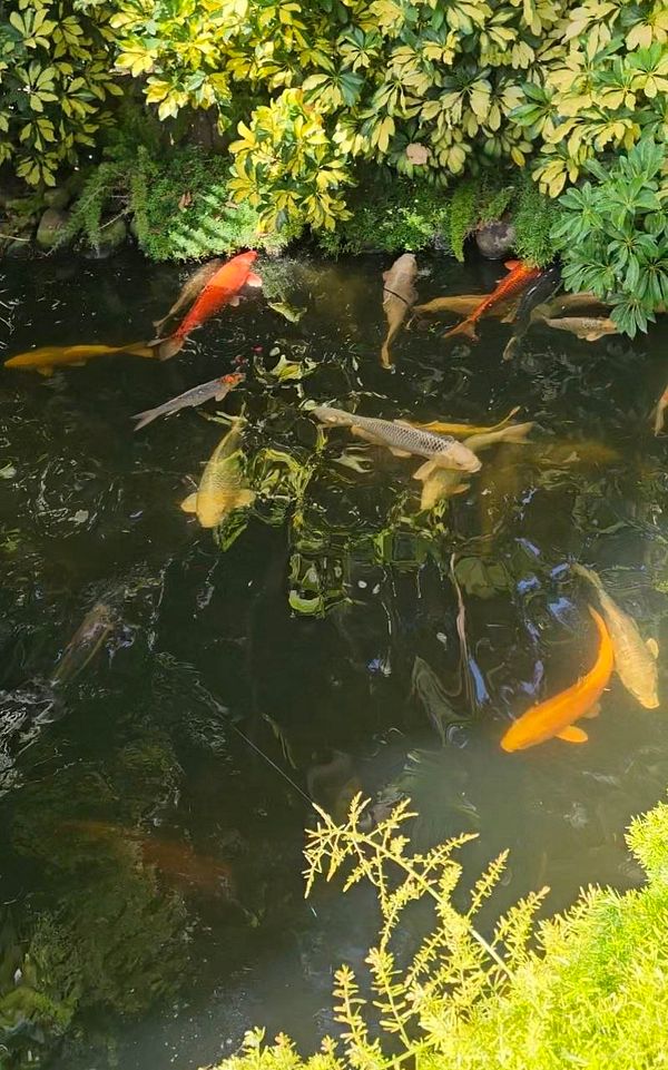 Detailed illustration of several koi fish, showcasing different color patterns and fin shapes.