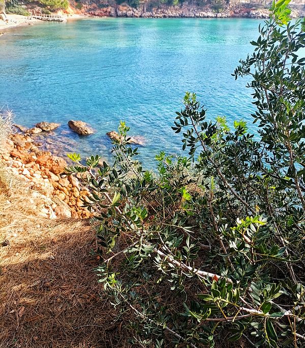 A serene coastal view featuring clear turquoise water and lush greenery.