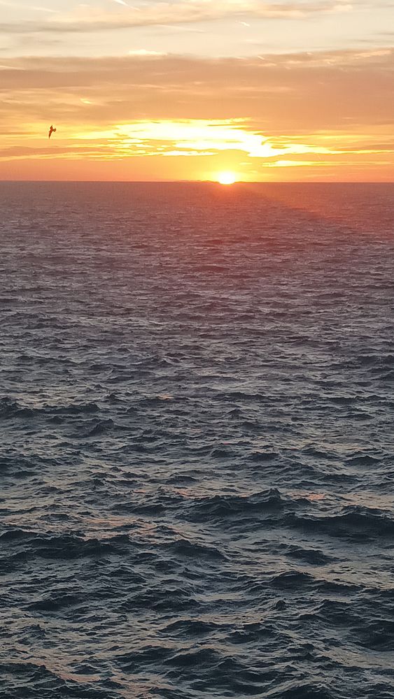 A breathtaking sunset over a calm body of water with silhouetted palm trees in the foreground.